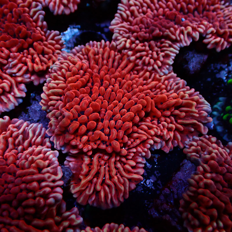 Montipora Mean Streak Frag 32