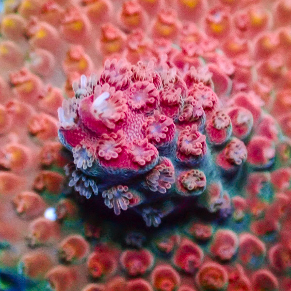 Acropora Rot/Grün/Blau