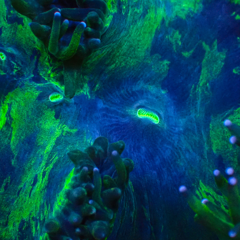 Catalaphyllia Blue Tip