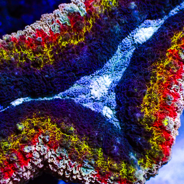 Lobophyllia MC Hyper Spectrum Frag 02