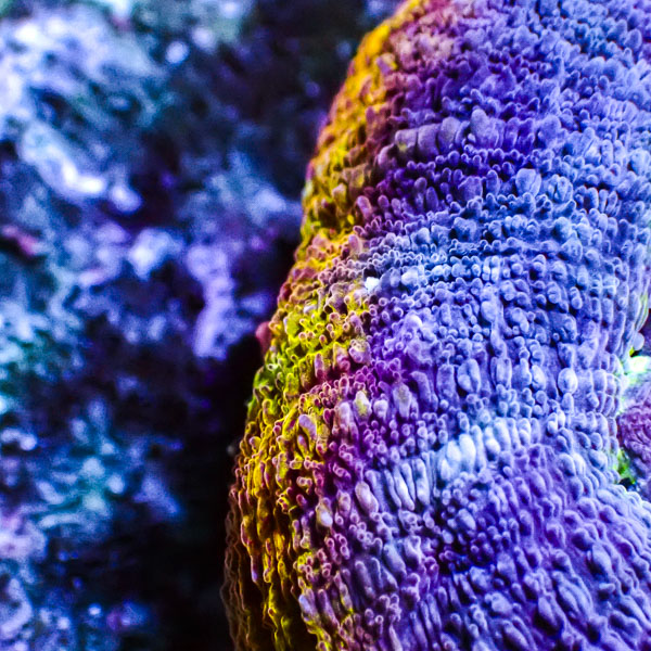 Homophyllia Bowerbanki Rainbow