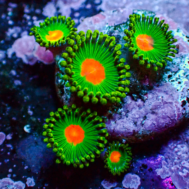 Zoanthus MC Gorilla Nipple