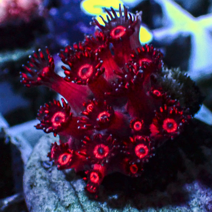 Goniopora Ruby Frost Frag 02