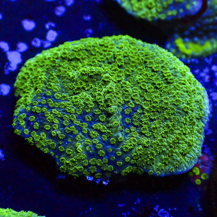 Montipora Green Universe Crafted