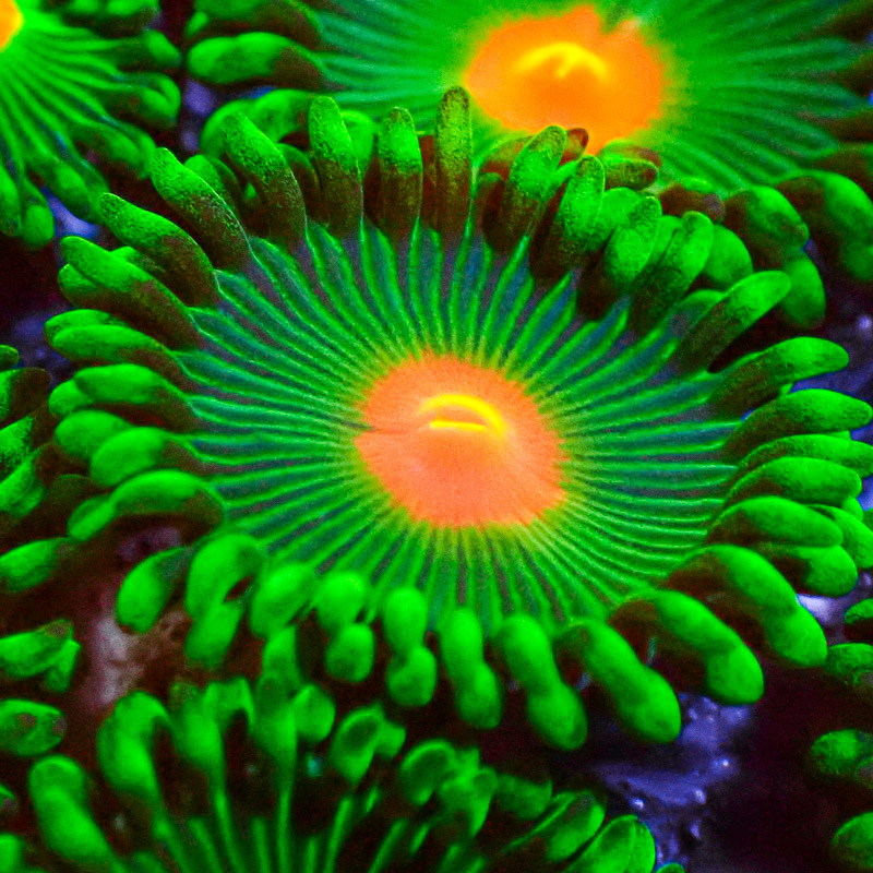 Zoanthus MC Gorilla Nipple