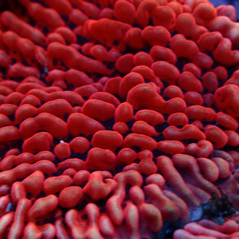 Montipora Mean Streak Frag 36