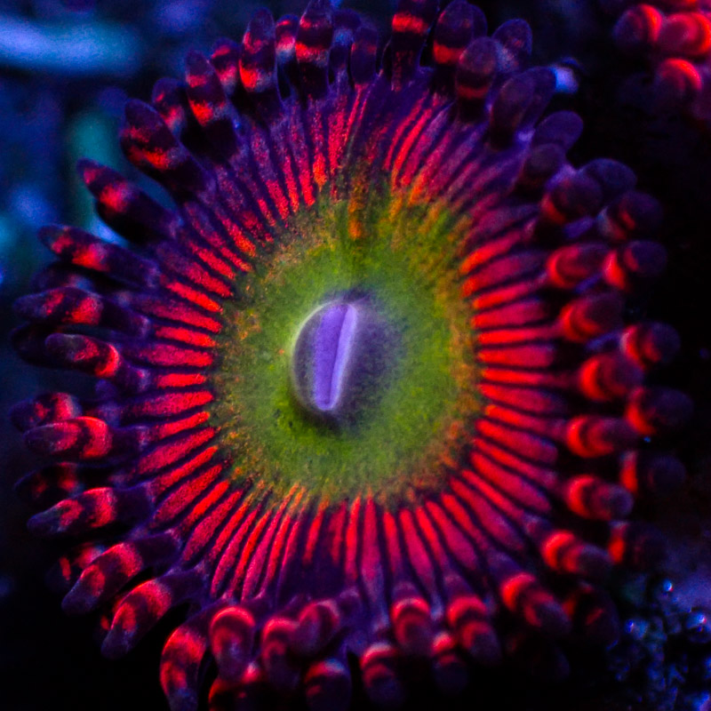 Zoanthus SBB Hephaestus