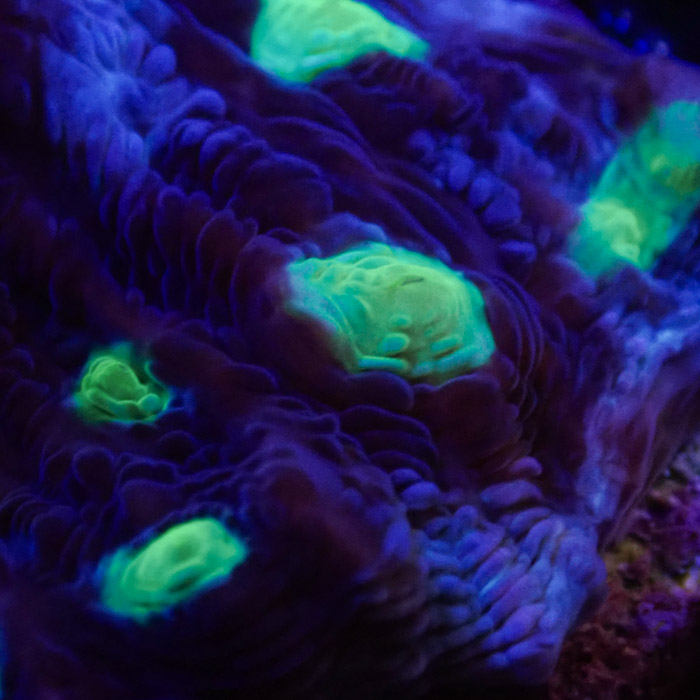 Chalice MC Chernobyl Frag 03