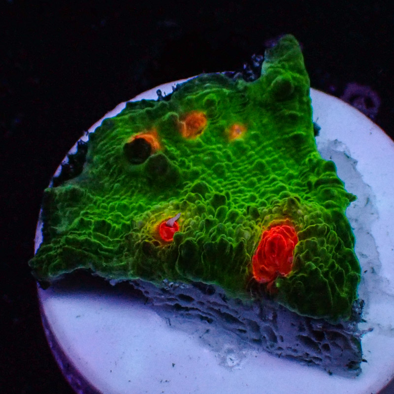 Chalice MC Red Eye Frog Frag 02