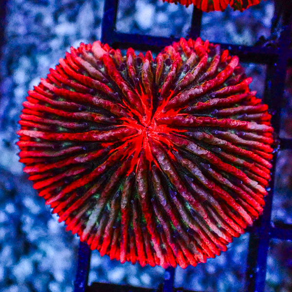 Fungia MC Ruby Reactor