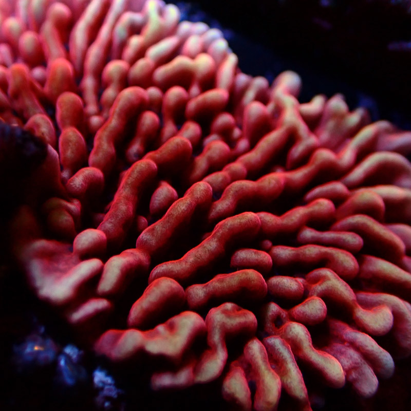 Montipora Mean Streak Frag 30