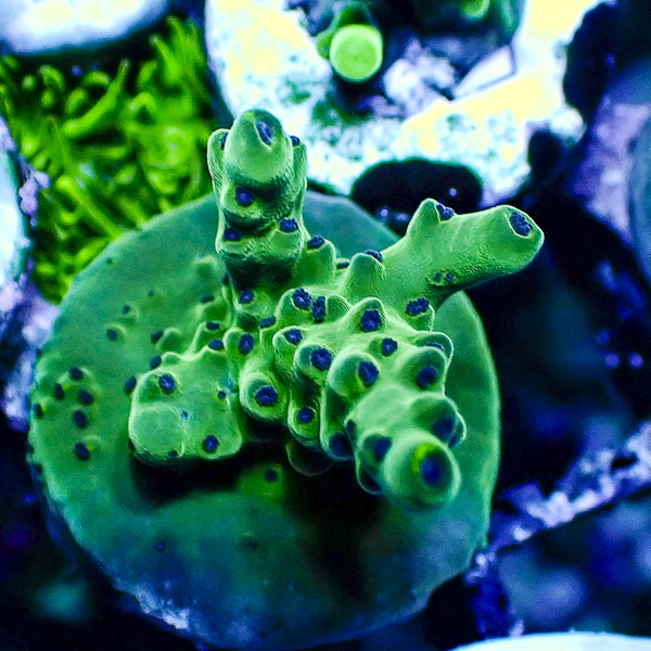 Acropora Grün mit blauen Polypen