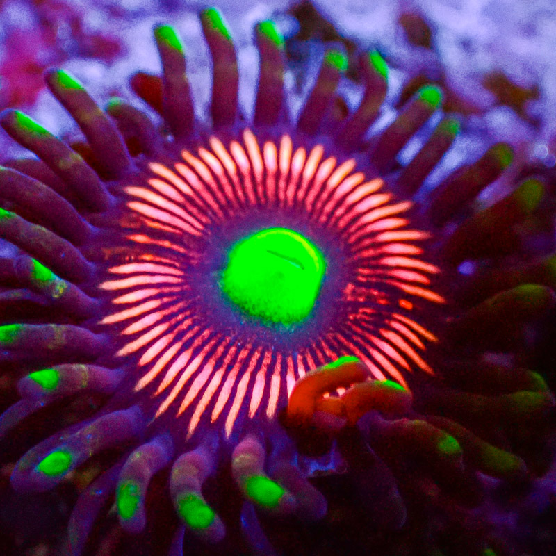 Zoanthus Lord of the Rings