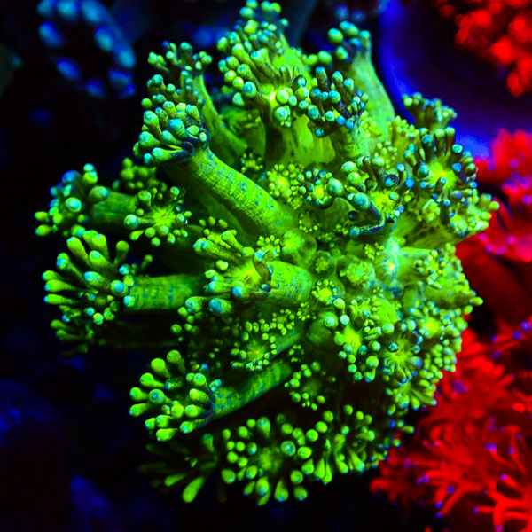Alveopora MC Lime Sprinkles NZ CTO