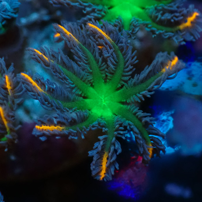 Clavularia MC Tricolor