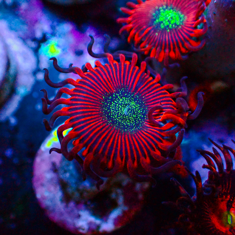 Zoanthus MC Cinder US-Style