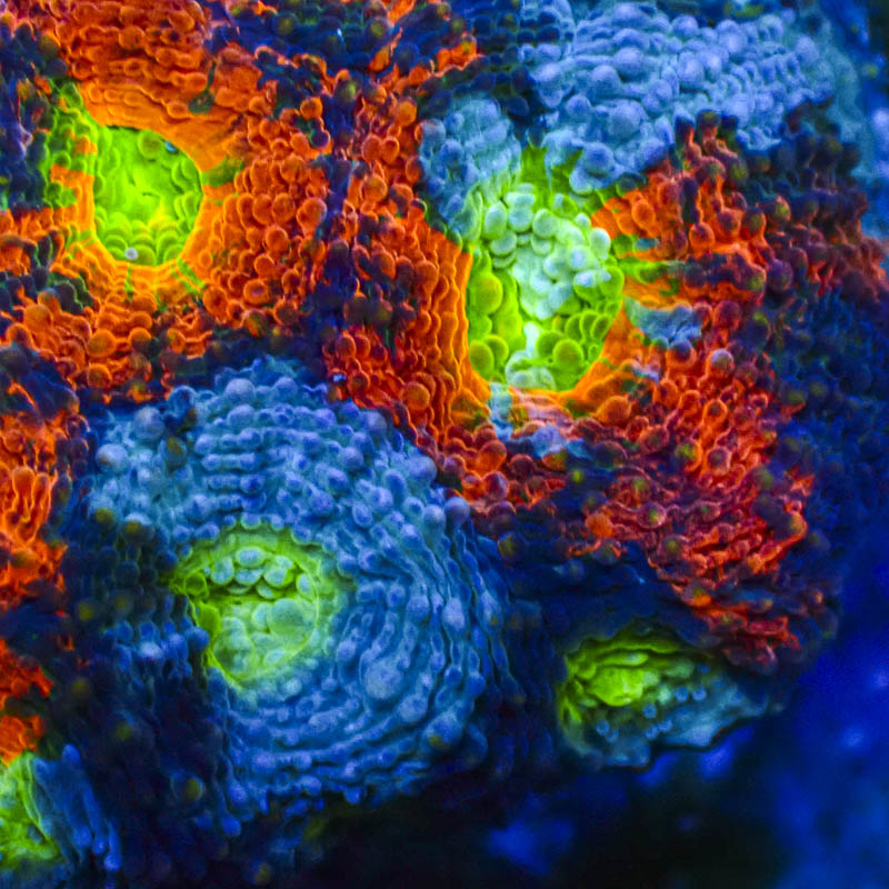 Acanthastrea echinata Crafted – Blau/Orange mit hellgrünen Neonmündern