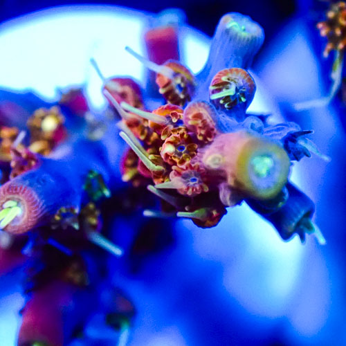 Acropora MC Burgundy Pearl Tip