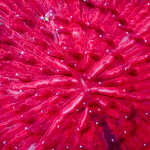 Fungia MC Scarlet Icecap
