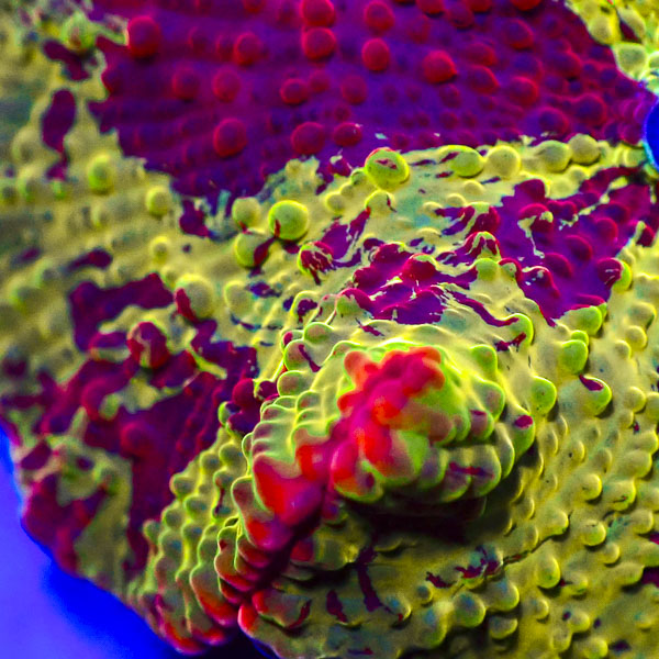 Rhodactis Jawbreaker Mushroom