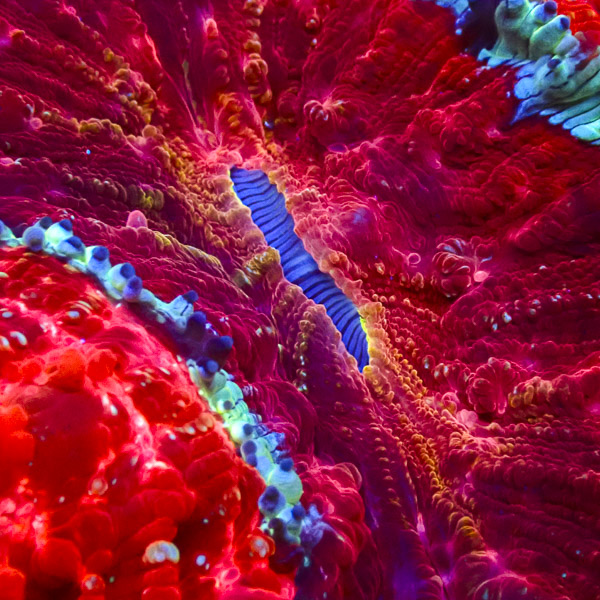 Acanthophyllia Lava Lagoon
