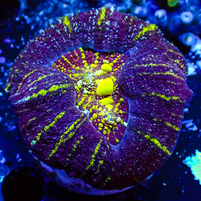 Lobophyllia MC Royal Spectrum Bounce