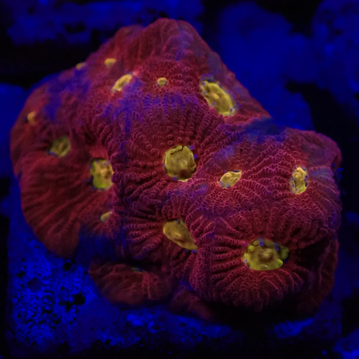 Favia MC Rainbow Skittles Frag 02