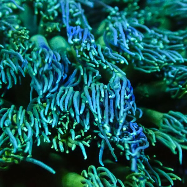 Goniopora MC Spearmint Swirl NZ CTO