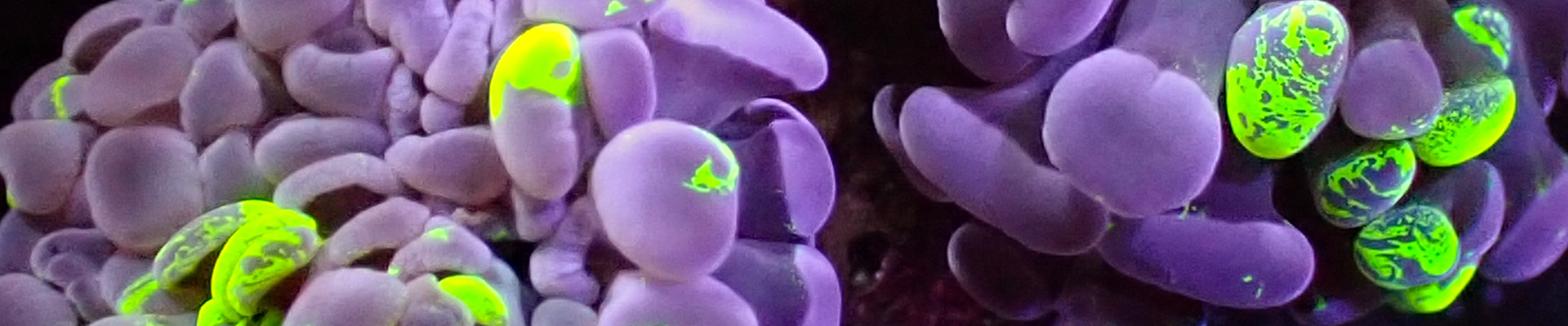 Paraancora Koralle mit geschwungenen Tentakeln in Beige-Grün