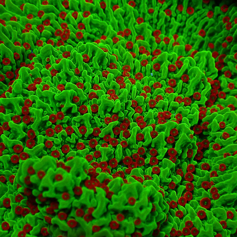 Montipora Chilli Pepper Frag 02
