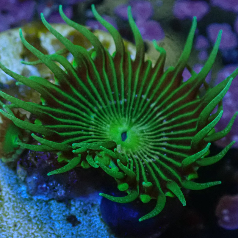Palythoa MC Green Implosion Frag 03