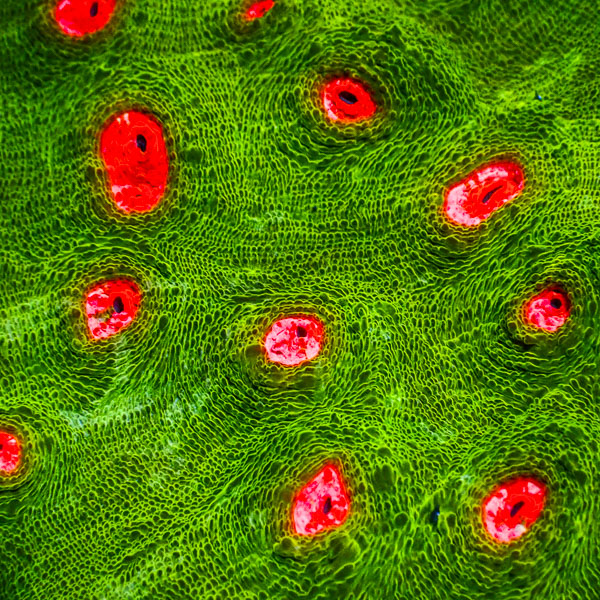 Chalice MC Nuclear Venomline