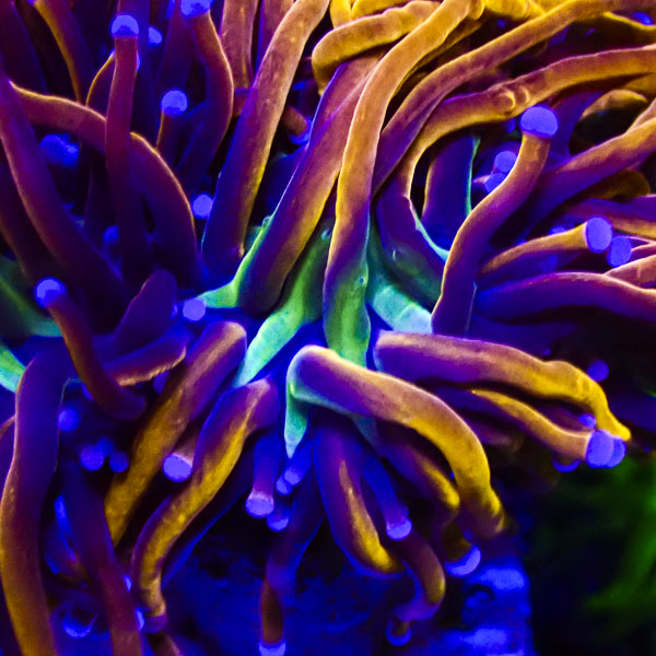 Euphyllia Blue Tipped Gold Torch NZ