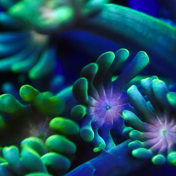 Alveopora MC Night Garden NZ CTO