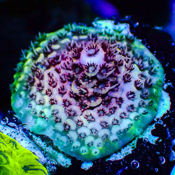 Acropora Grün/Rot