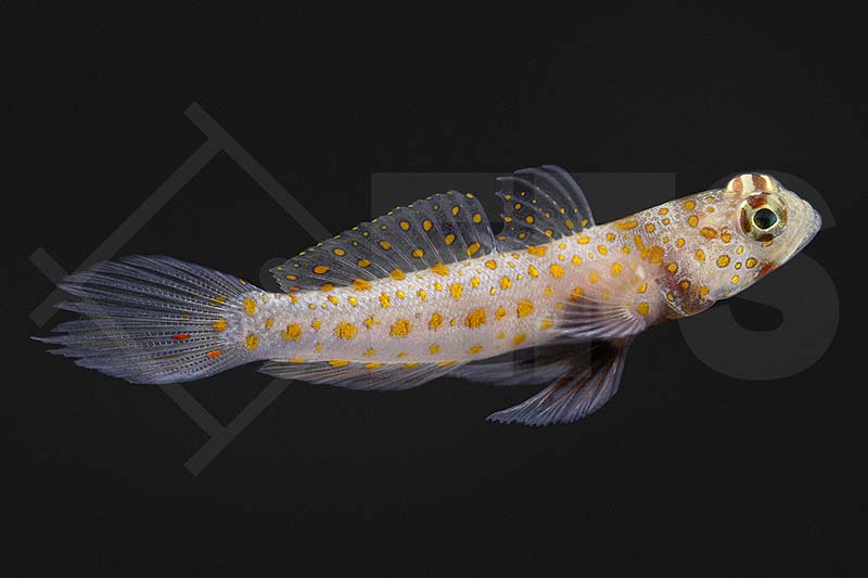 Orange gepunktete Partnergrundel (Amblyeleotris guttata)