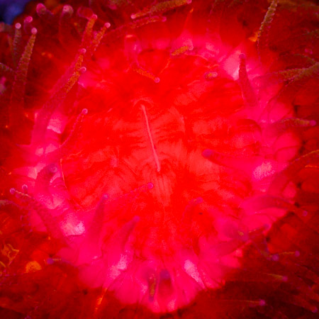 Cynarina MC Molten Sunburst