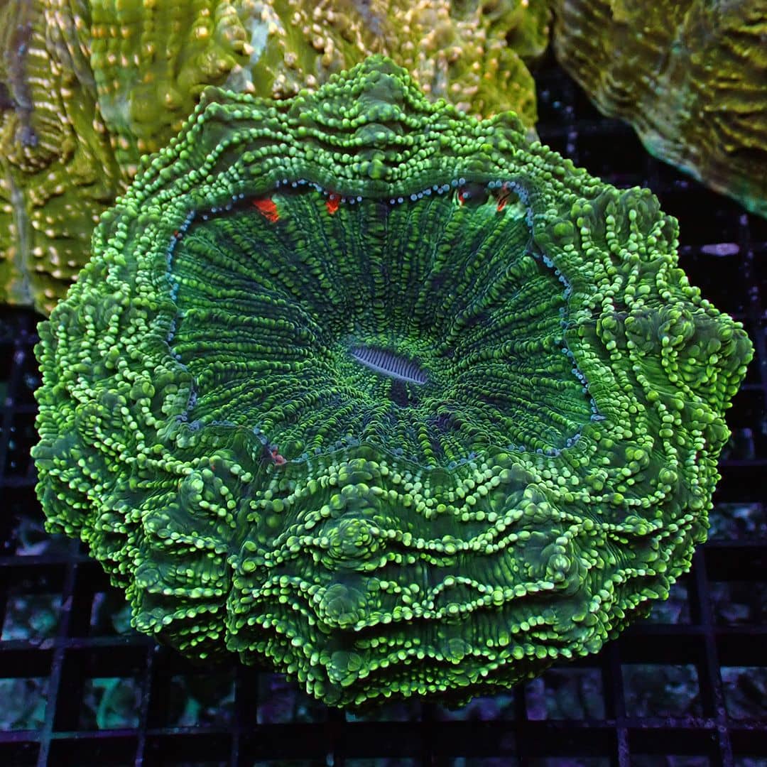 Acanthophyllia Gold Glitter