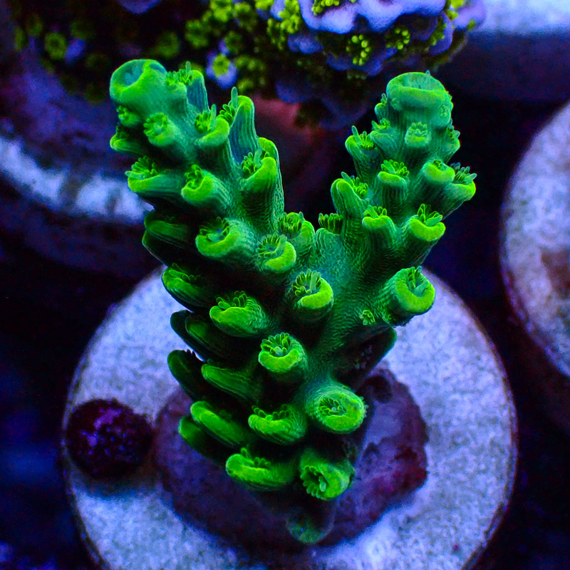 Acropora