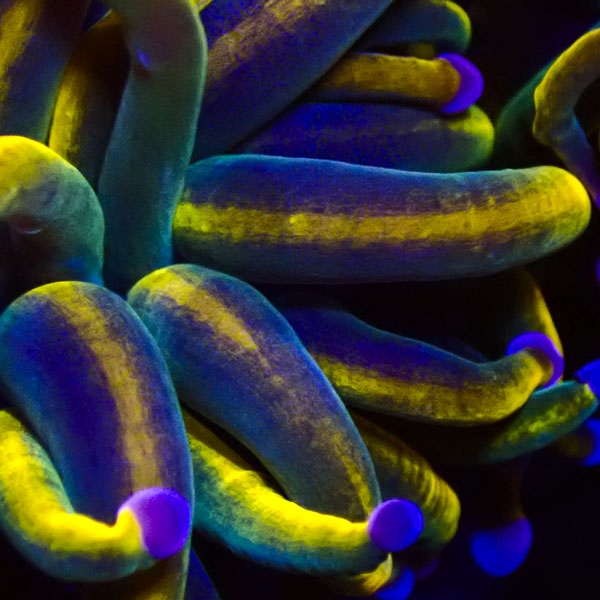 Euphyllia Rapunzel Holy Grail NZ