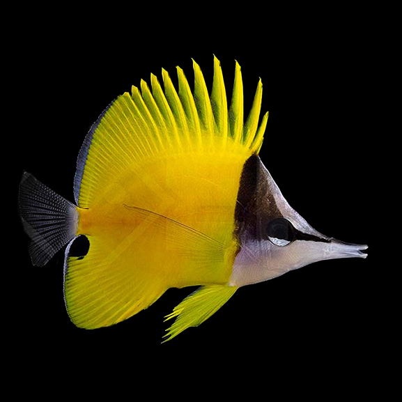 Gelber Langnasen Pinzettfisch