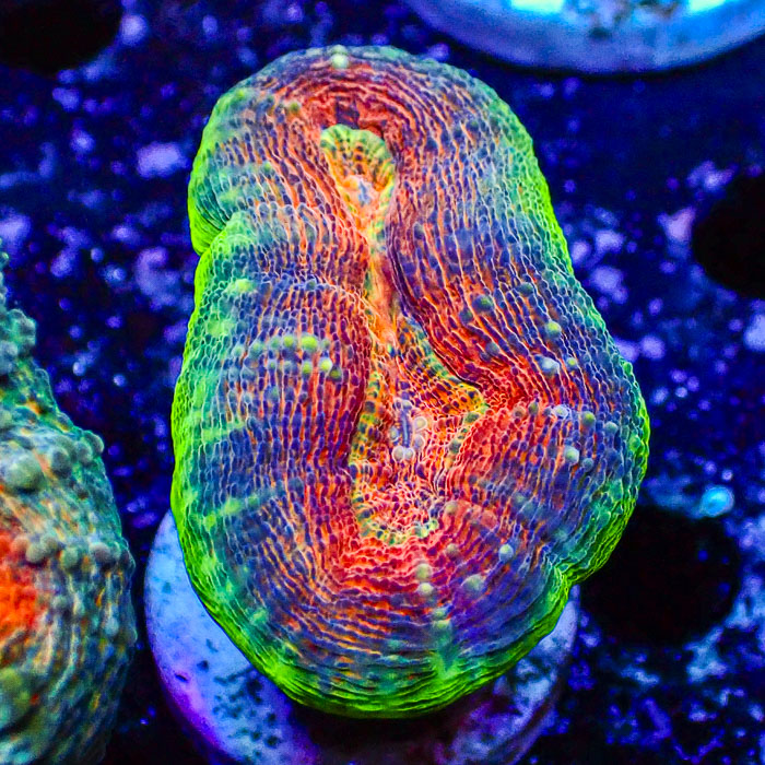 Lobophyllia MC Aurora Kaleidoscope Frag 03