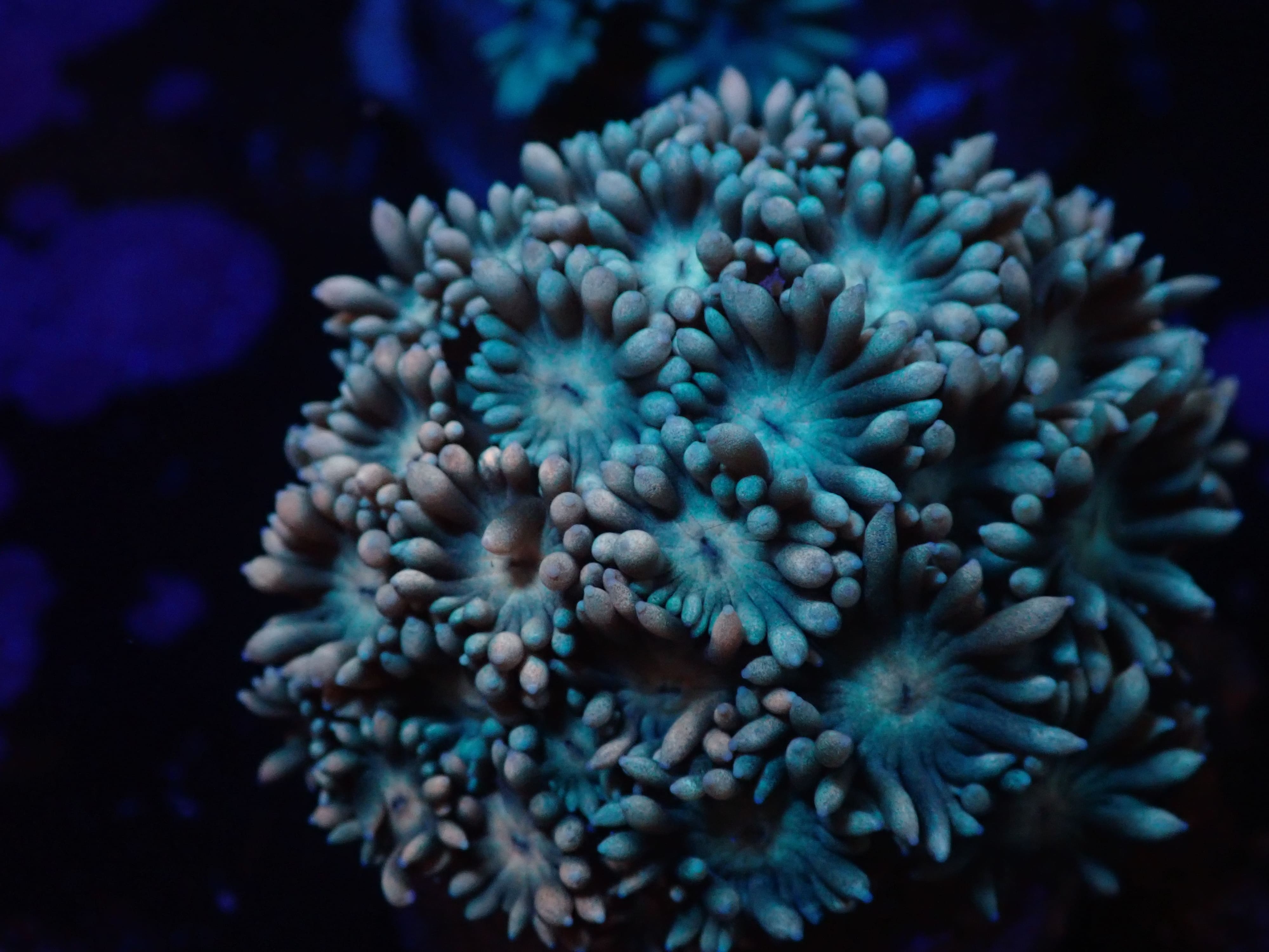 Goniopora rosa hellblau DNZ