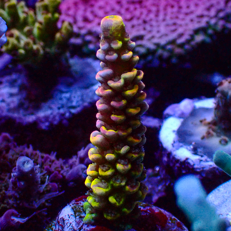 Acropora Crafted