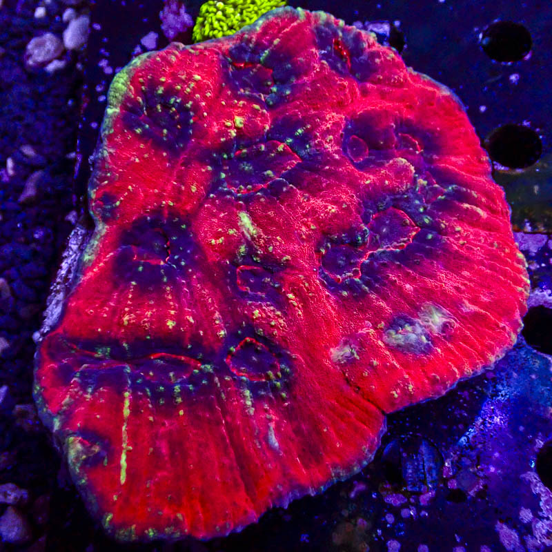 Chalice Rot – Blaue Polypen mit giftgrünen Neonpunkten