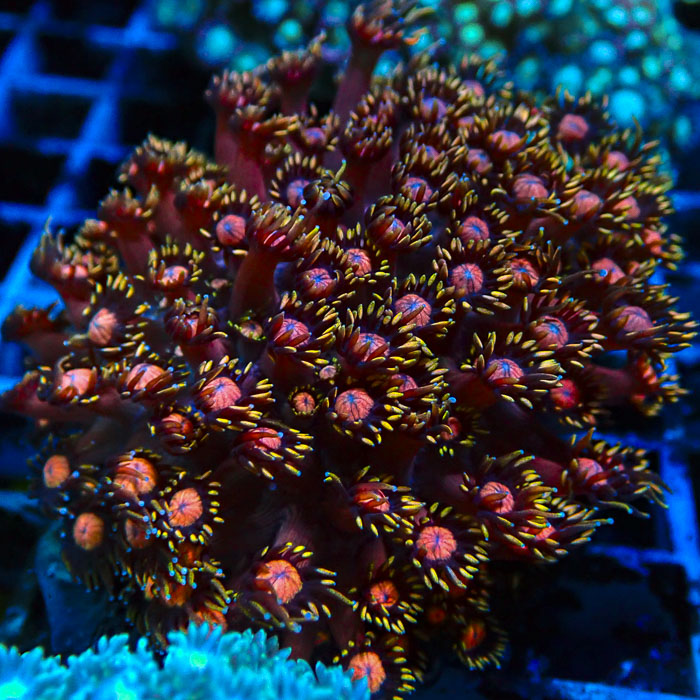 Goniopora Tequila Sunrise