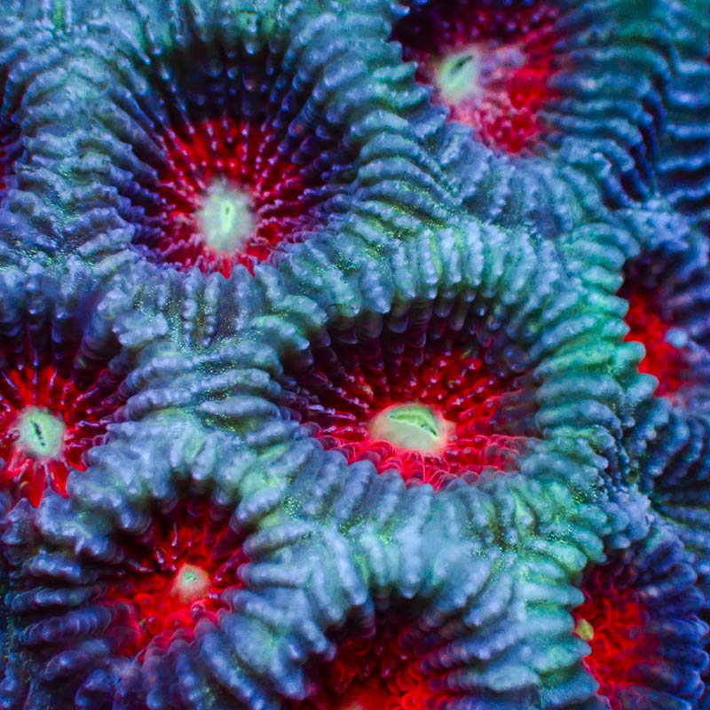 Goniastrea Blau/Türkis – Premium LPS mit Neonpolypen & Sprenkelstruktur