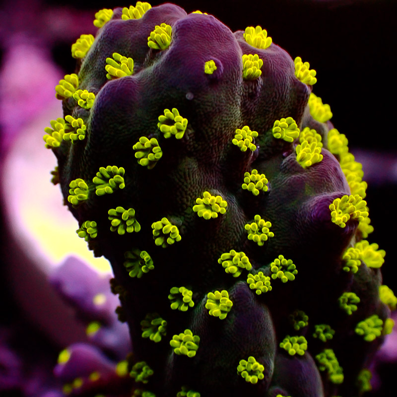 Acropora