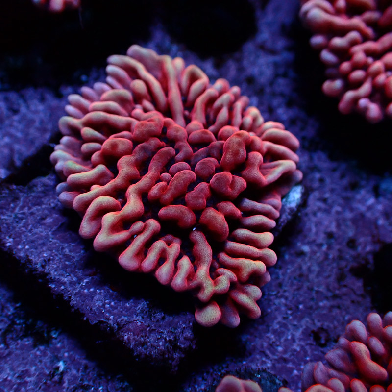 Montipora Mean Streak Frag 18