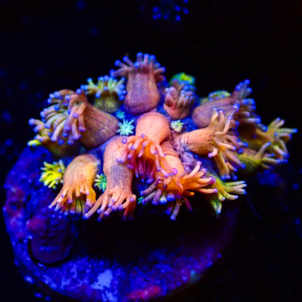 Goniopora MC Unicorn Bloom NZ